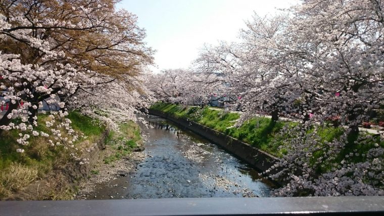 最高の花見