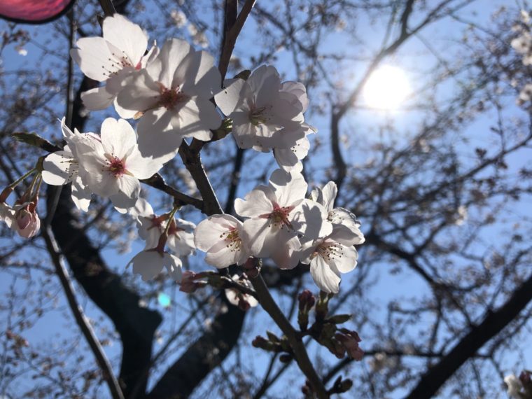 🌸お花見🌸　〜五条川の桜　—七分咲でも美しい！