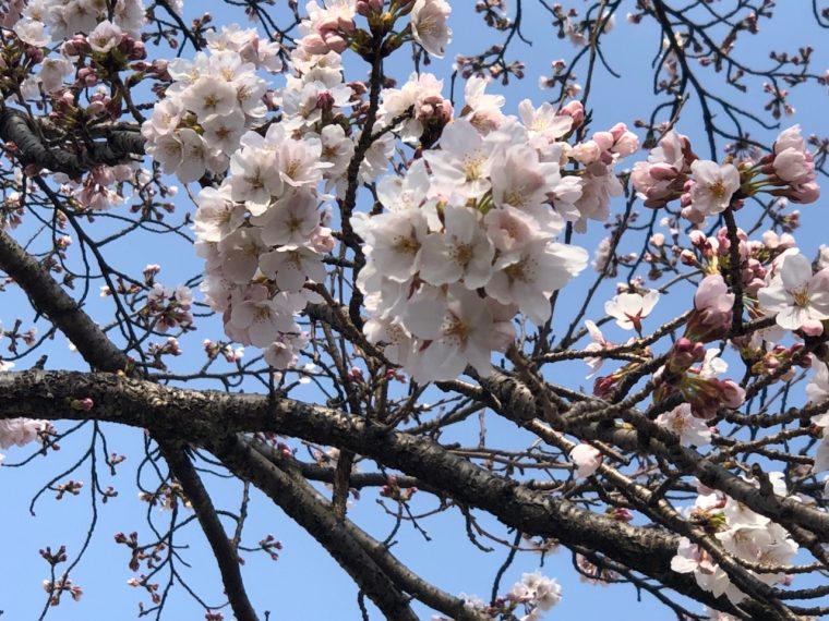 中津川も桜咲いてきたよ—🌸　〜中津川遊歩道公園
