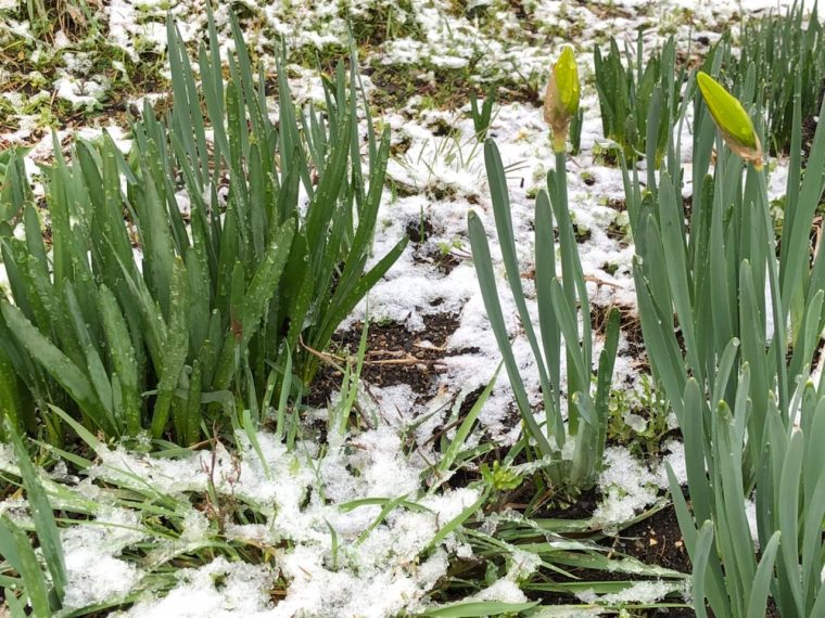 今年初積雪！？