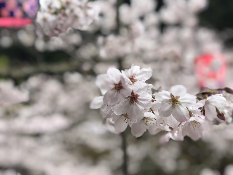 プライベートなぜいたく花見　〜桜だんごは１年に１回！