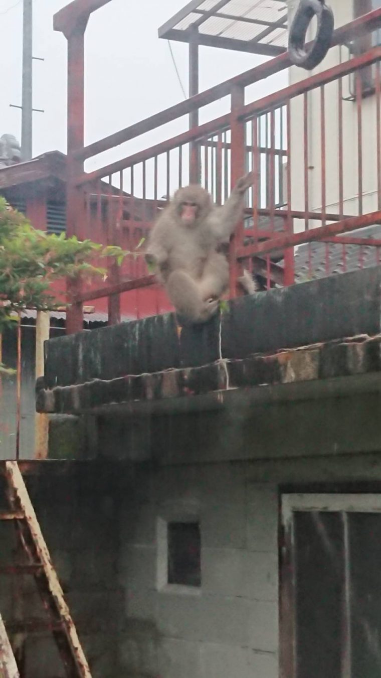 猿が出た！！　〜中津川市