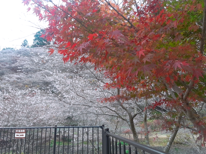 秋に見られる桜と紅葉〜小原の四季桜