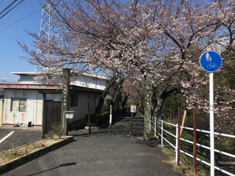 春が近づいていますよ　〜中津川の桜