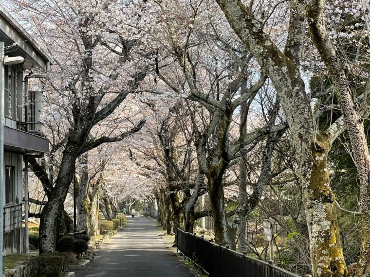 ３月２７日は「さくらの日」　〜中津川の桜はもうすぐ満開！