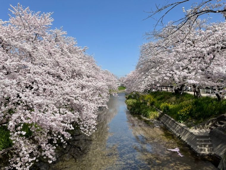 五条川の桜　〜やっぱり満開はすごすぎる！