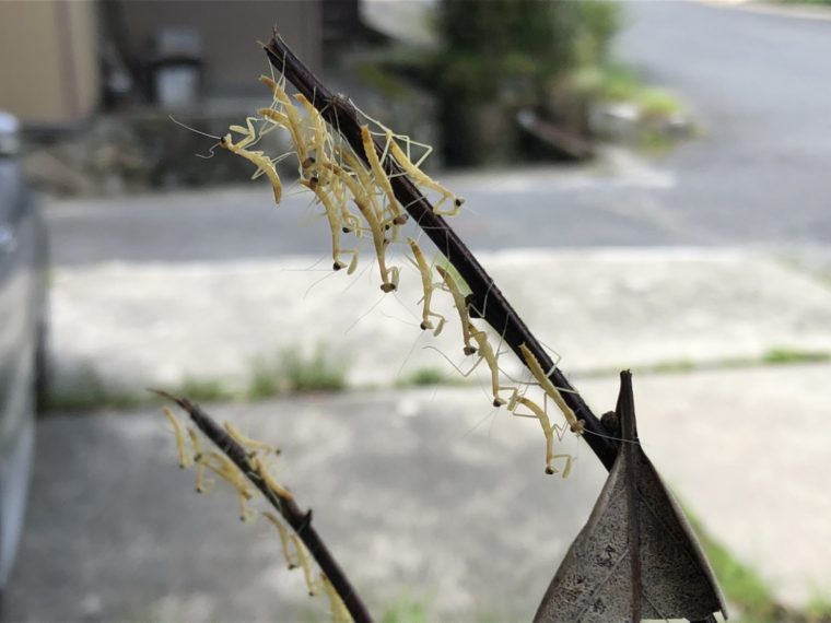 カマキリの孵化　～珍事に大騒ぎ！！