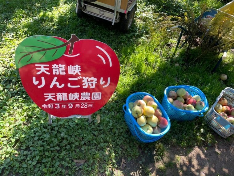 天龍峡農園のリンゴは最高！！　～プッチとピッコロは本当においしい！
