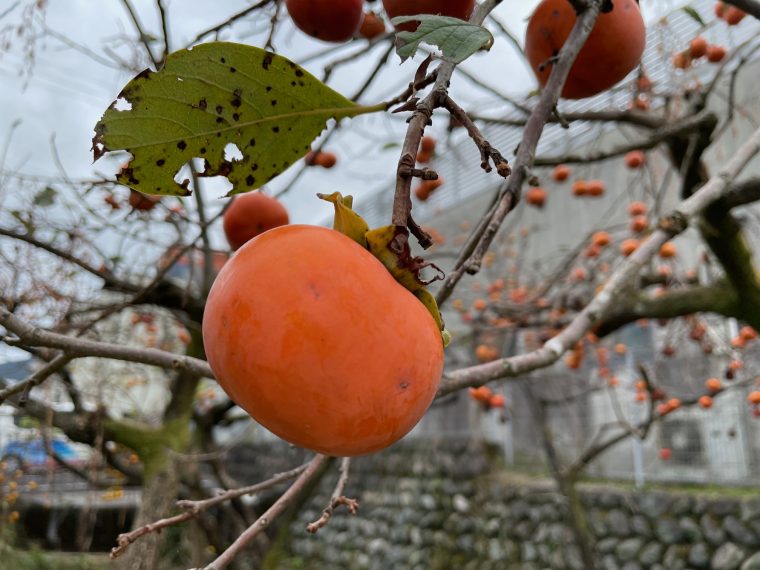 秋の味覚「柿」　～今年は豊作！