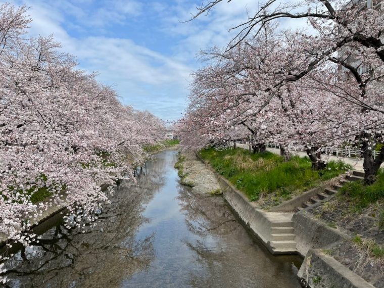 五条川の桜はもうすぐ満開！！　～絵画のような美しさ！