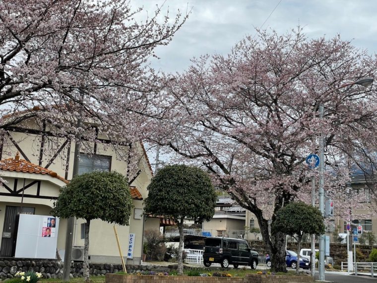 来たぁ～中津川に桜の季節！！　～春爛漫近し！