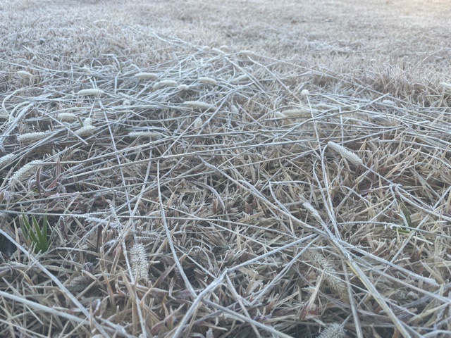 遂に初霜が降りました　～冬支度は万全ですか！？