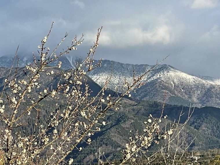 恵那山に雪～梅の花は春。季節の変わり目だね～。