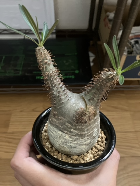 奇妙な塊根植物を育てる！