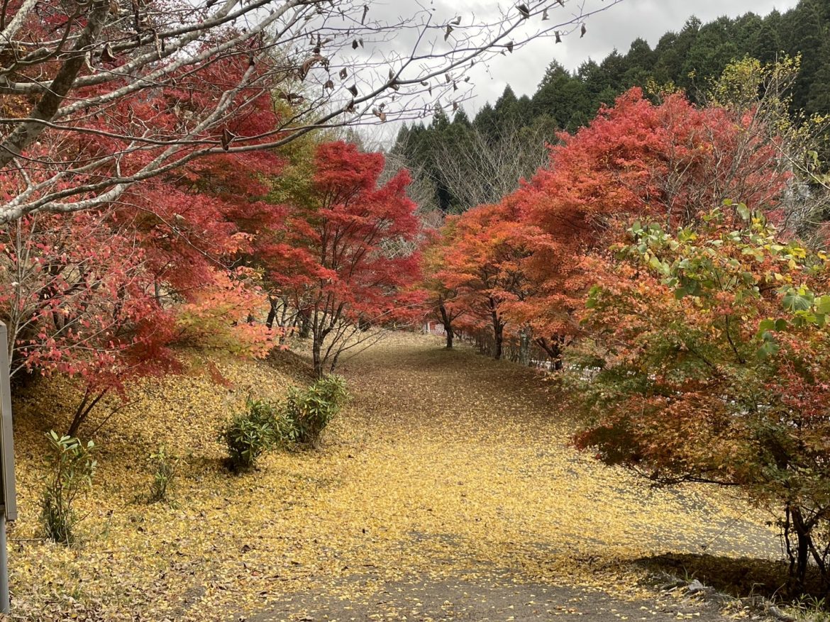 紅葉も見頃になってきました ~稲武町大井平公園|岐阜で賃貸でのお部屋探し|おうちbank