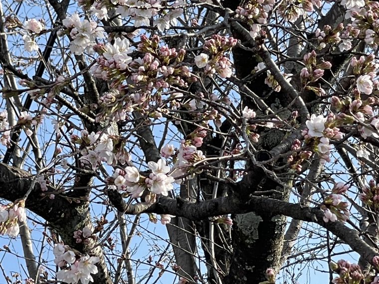 中津川の桜開花してますょ　～青空に映えとても美しい。
