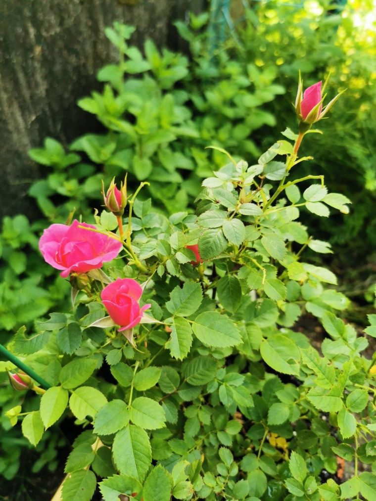 今年も花をつけてくれました！