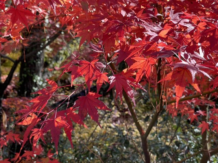 紅葉が美しい～３回目の天龍峡は最高だぁ。