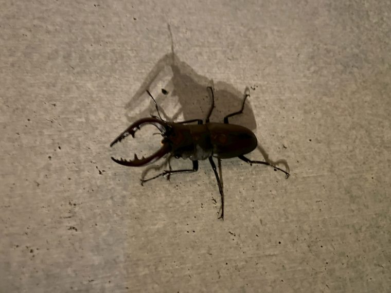 自宅で昆虫採集
