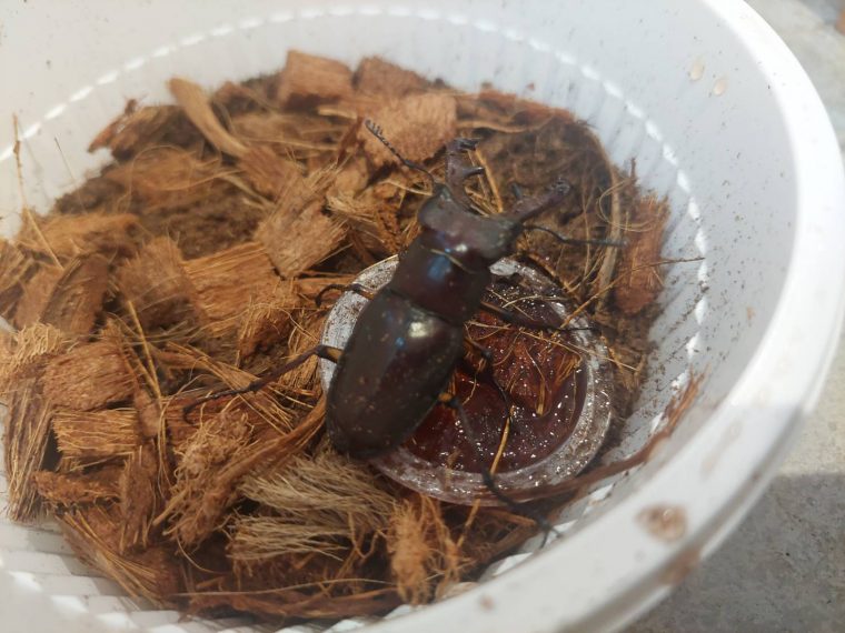 毎日増える我が家の生き物