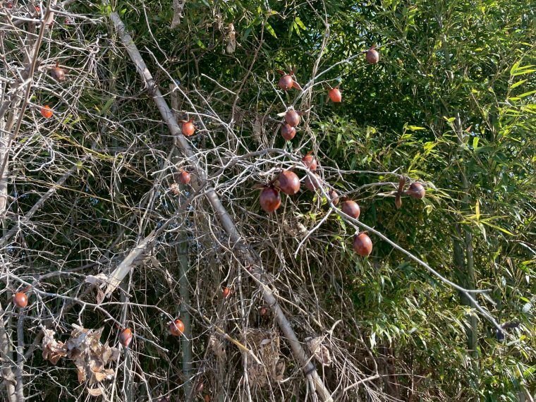 変わった木の実を発見！