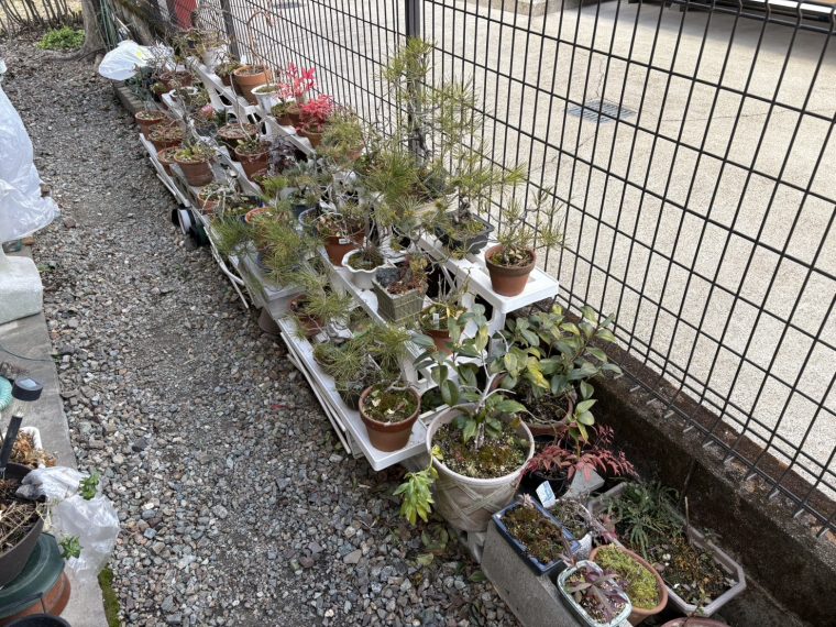 ブームになりつつある盆栽！？