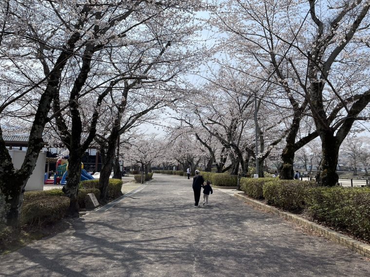 本町公園の桜　～ほぼ満開です！