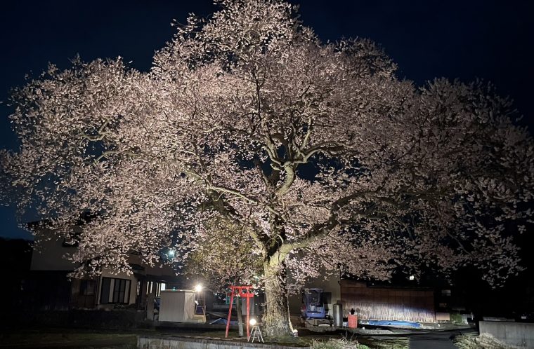 東野（恵那市）の１本桜　～パワースポットかも！？