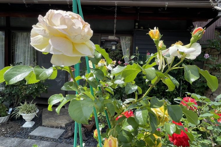 バラはやっぱり美しい　～日の出町バラ園に行ってみた！