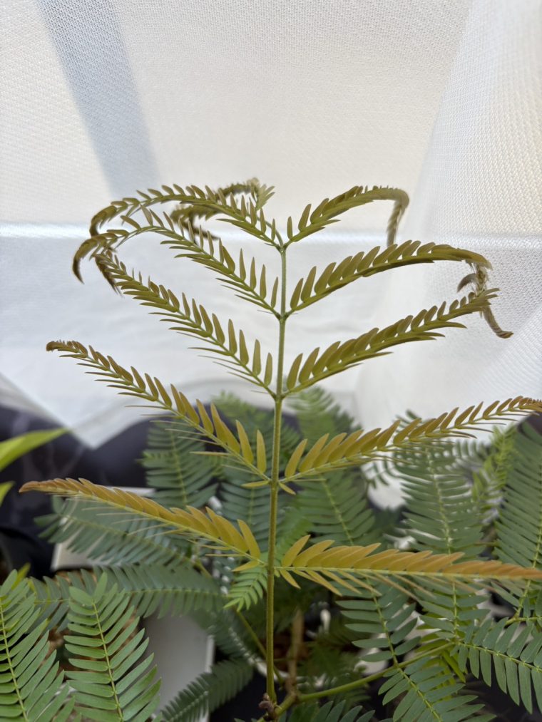 就眠運動をするおもしろい植物☆